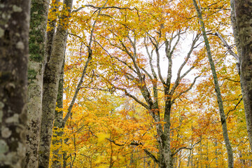 Fototapeta premium 黄葉のブナの森