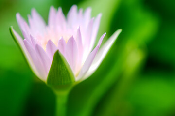 pink lotus flower