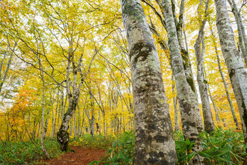Obraz premium 黄葉のブナの森