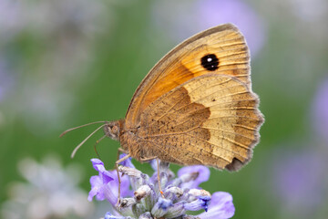 Gatekeeper Butterfly (Pyronia tithonus) on Lavender 'Ashdown Forest' (Lavandula angustifolia)