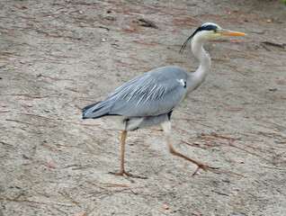 The grey heron (Ardea cinerea) is a long-legged predatory wading bird of the heron family, Ardeidae, native throughout temperate Europe and Asia and also parts of Africa.