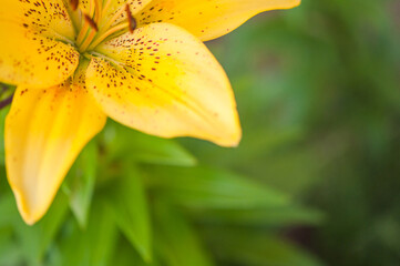 Yellow play lily close-up, flower top view, in the background green leaves in soft focus.