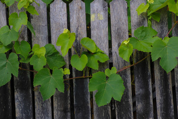 Vine leaves on a wood background