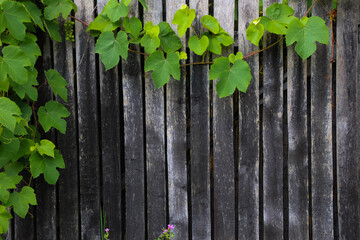 Vine leaves on a backward wood fence