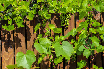 Vine leans and Unripe grapes