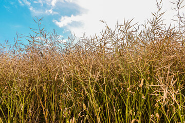 Rapeseed field ready for harvesting in summer with beautiful blue sky at sunset