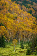 Obraz premium 志賀高原の紅葉