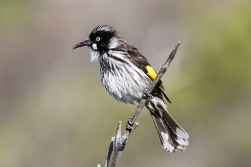 New Holland Honeyeater  