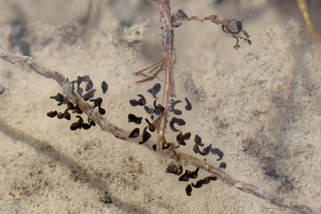 Tadpoles of the Common Eastern Froglet