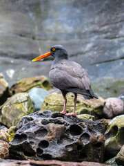 Black Oysterfisher (Haematopus bachmani)
