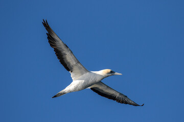 Fototapeta na wymiar Australasian Gannet in flight against blue sky