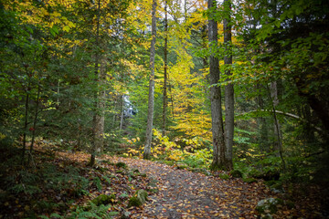 New England Autumn Forest colors