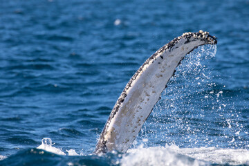 Pectoral Fin of a Humpback Whale