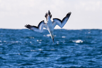 Australasian Gannet diving for fish