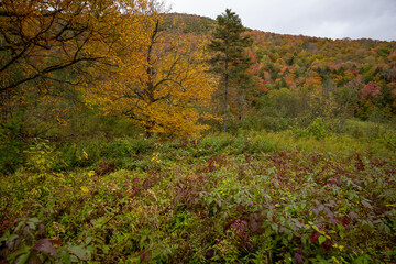 New England Autumn Forest colors