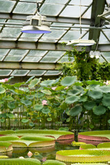 Tropical aquatic plants - pink lotus, giant water lily and Amazonian Victoria floating in greenhouse, grow under additional lighting by phytolamps. 