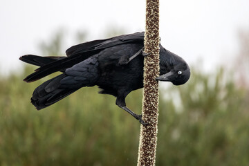 Australian Raven feeding on nectar of an Australian Grass Tree