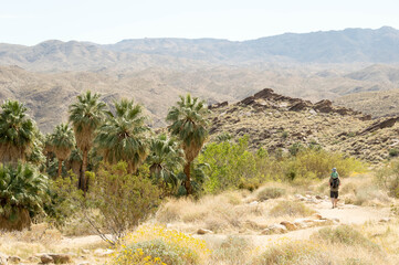 hiking Andreas Canyon in Palm Spring California