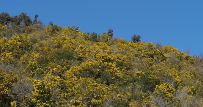 Acacia dealbata, known as silver wattle, Provence, France