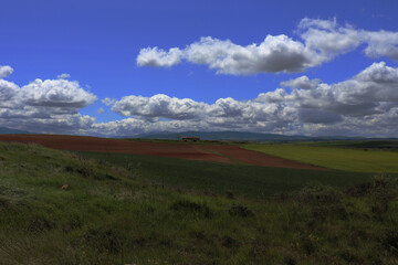 Fototapeta premium Field