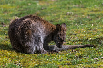 Red-necked Wallaby (Macropus rufogriseus) © Hanjo Hellmann
