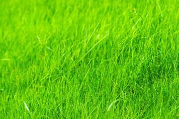 Green lawn grass background, sunlight. Grass close-up