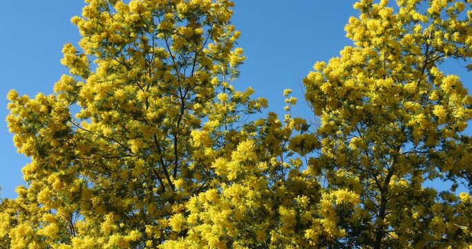 Acacia dealbata, known as silver wattle, Provence, France