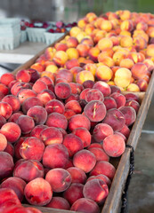 Fresh Ripe White and Yellow Peaches at a Local Farmer's Market