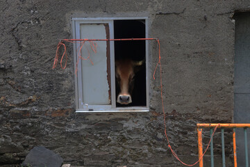Cow at the Window
