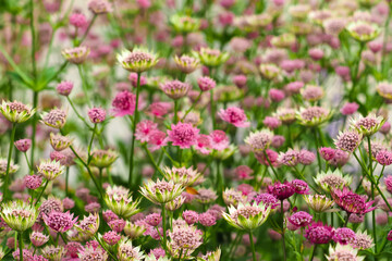 Fototapeta premium Pink astrantia flowers in bloom. Astrantia field