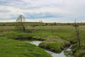 The landscape with a small river and fallen dry trees. River banks covered with bright grass. Nature composition.