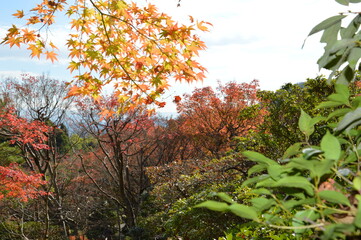 紅葉の京都
