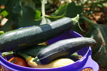 zucchini in a bowl