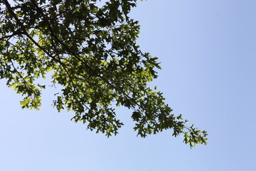 Fototapeta premium tree branches against blue sky