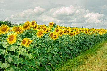 Obraz premium sunflowers in the field. sunflower summer landscape. sky, field, flowers. fruitful summer. harvesting. agricultural work