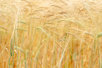 golden wheat field. sowing work. sown field with wheat. Agriculture. work of an agronomist
