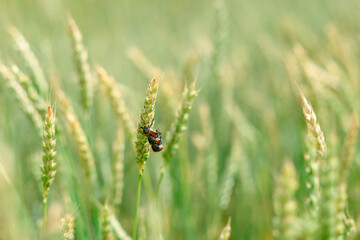 beetle on a green leaf. 3 beetles per plant. beetles copulate. reproduction of insects. pests in the field. rye in the field