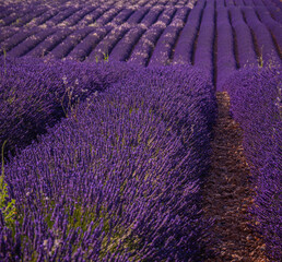 Naklejka na ściany i meble Famous lavender fields in France Provence - travel photography