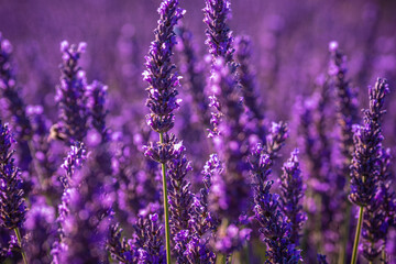 Famous lavender fields in France Provence - travel photography