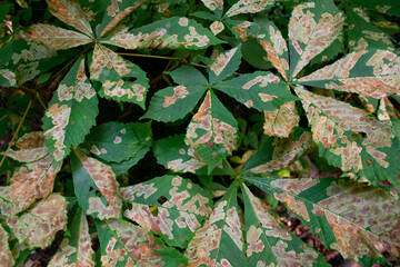 Horse chestnut leaves background