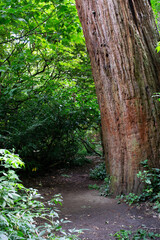 Hidden entrance behind a giant old tree