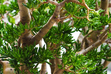 Shrubby succulent with tubular leaves. Crassula ovata Gollum. Succulent Crassulaceae or Stonecrops