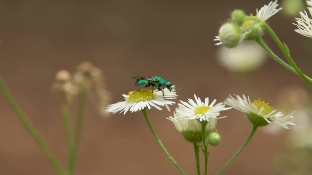 Cuckoo wasp on fleabane flowers