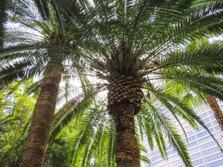 View from below of beautiful tall palm trees. Tall building is visible in background                  