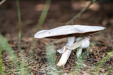 Mushroom A1R_6810