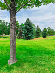 trees in the park