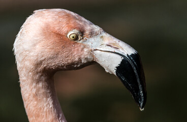 Portrait of Chilean Flamingo (Phoenicopterus chilensis)