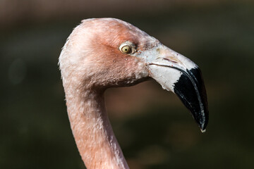 Fototapeta premium Portrait of Chilean Flamingo (Phoenicopterus chilensis)