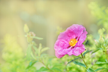 Bright shining pink dipladenia or mandevilla flower