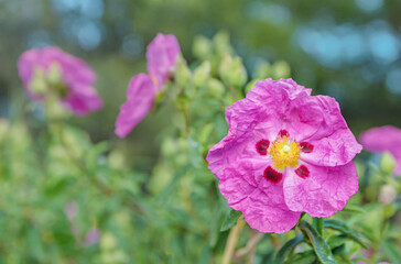 Fototapeta premium Bright shining pink dipladenia or mandevilla flower